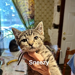 Photo of Sneezy B.