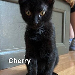 Photo of Cherry