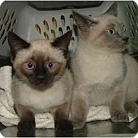Dallas Tx Siamese Meet Blueboy A Pet For Adoption