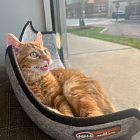 adopt a pet