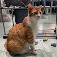 adopt a pet