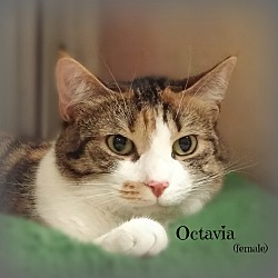 Thumbnail photo of Octavia #2