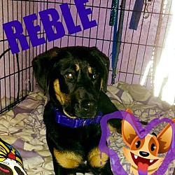 Thumbnail photo of Reble #1
