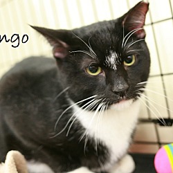 Thumbnail photo of Tango & Cash (Sponsored Fee) #1