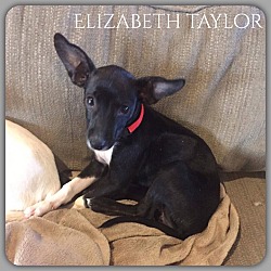 Thumbnail photo of Elizabeth Taylor #1