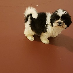 Photo of Puppy3