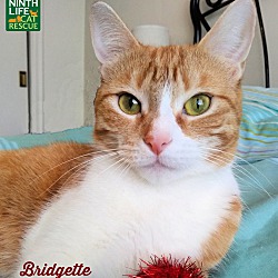 Thumbnail photo of Bridgette #1