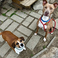 Thumbnail photo of Akuma (Bonded to Buck, Must be adopted together) #2
