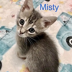 Photo of Misty INgram FI C2024 in MS