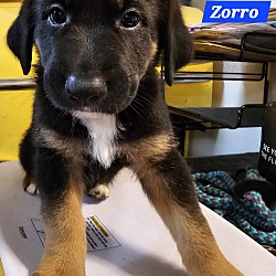 Photo of Zorro (PUPPY)