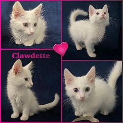 Photo of Clawdette
