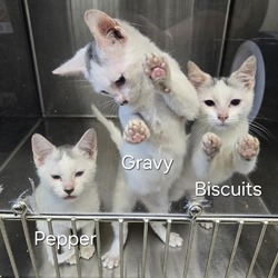 Thumbnail photo of Biscuits #2