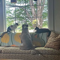 adopt a pet