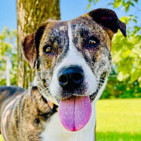 adopt a pet