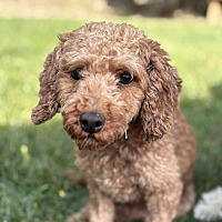 adopt-pet