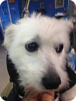 american eskimo terrier