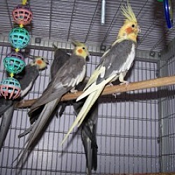 Photo of Many Cockatiels