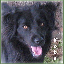 Thumbnail photo of Kobe- Super Sweet Dog! #4