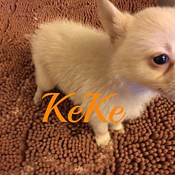 Thumbnail photo of KeKe #3