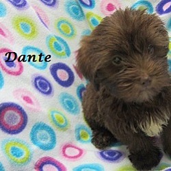 Thumbnail photo of Dante #3