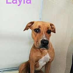 Thumbnail photo of Layla #2