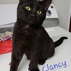 Photo of Clancy