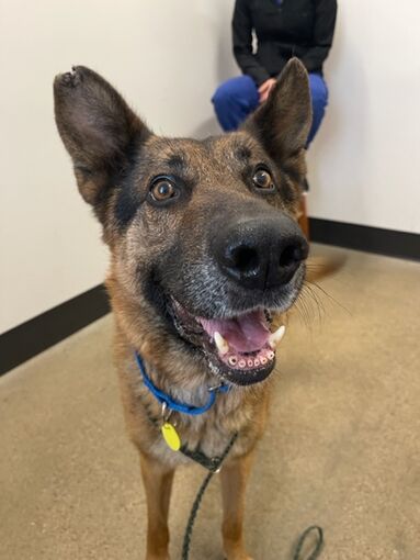 Cleveland, OH - German Shepherd Dog. Meet Barclay 10 a Pet for Adoption ...