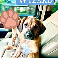 Photo of Wizard