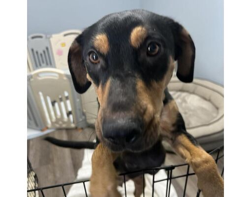 Patchogue, NY - Doberman Pinscher/Mixed Breed (Medium). Meet Patty a ...