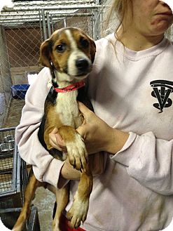 beagle whippet mix for sale