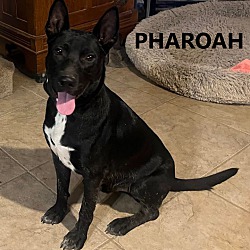 Photo of Pharoah