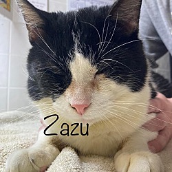 Photo of Zazu