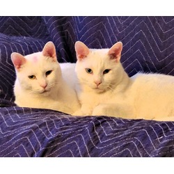 Photo of WHITE Turkish Vans: Snowball and my brother Blizzard