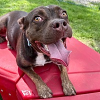 adopt a pet