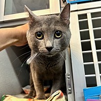 adopt a pet