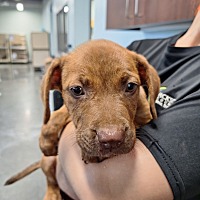 adopt a pet