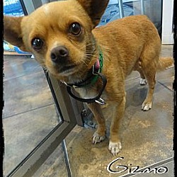 Photo of Gizmo