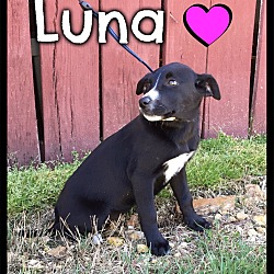 Thumbnail photo of Luna (Pom-dc) #2
