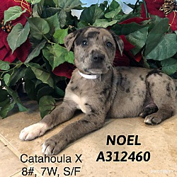 Photo of Noel adoption pending