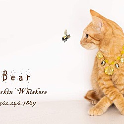 Thumbnail photo of BEAR #1