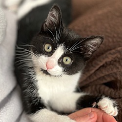 Photo of Darby - Kitten
