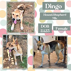 Photo of Dingo