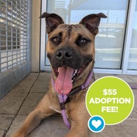 adopt a pet