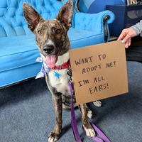 adopt a pet