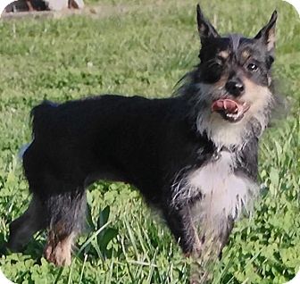 yorkie and mini pinscher mix
