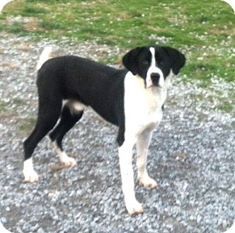 great dane border collie mix for sale