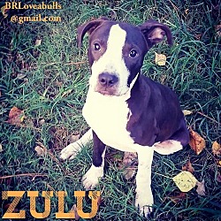 Photo of Zulu