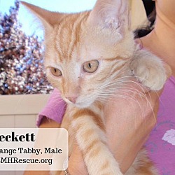 Thumbnail photo of Beckett #1