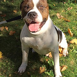 Bronx, NY - American Bulldog. Meet Keino a Pet for Adoption - AdoptaPet.com