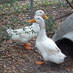 Thumbnail photo of Pekin Ducks(3) #1